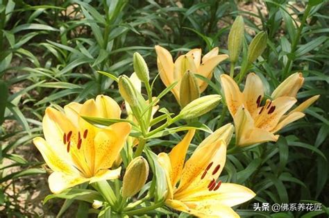 牀頭放百合花